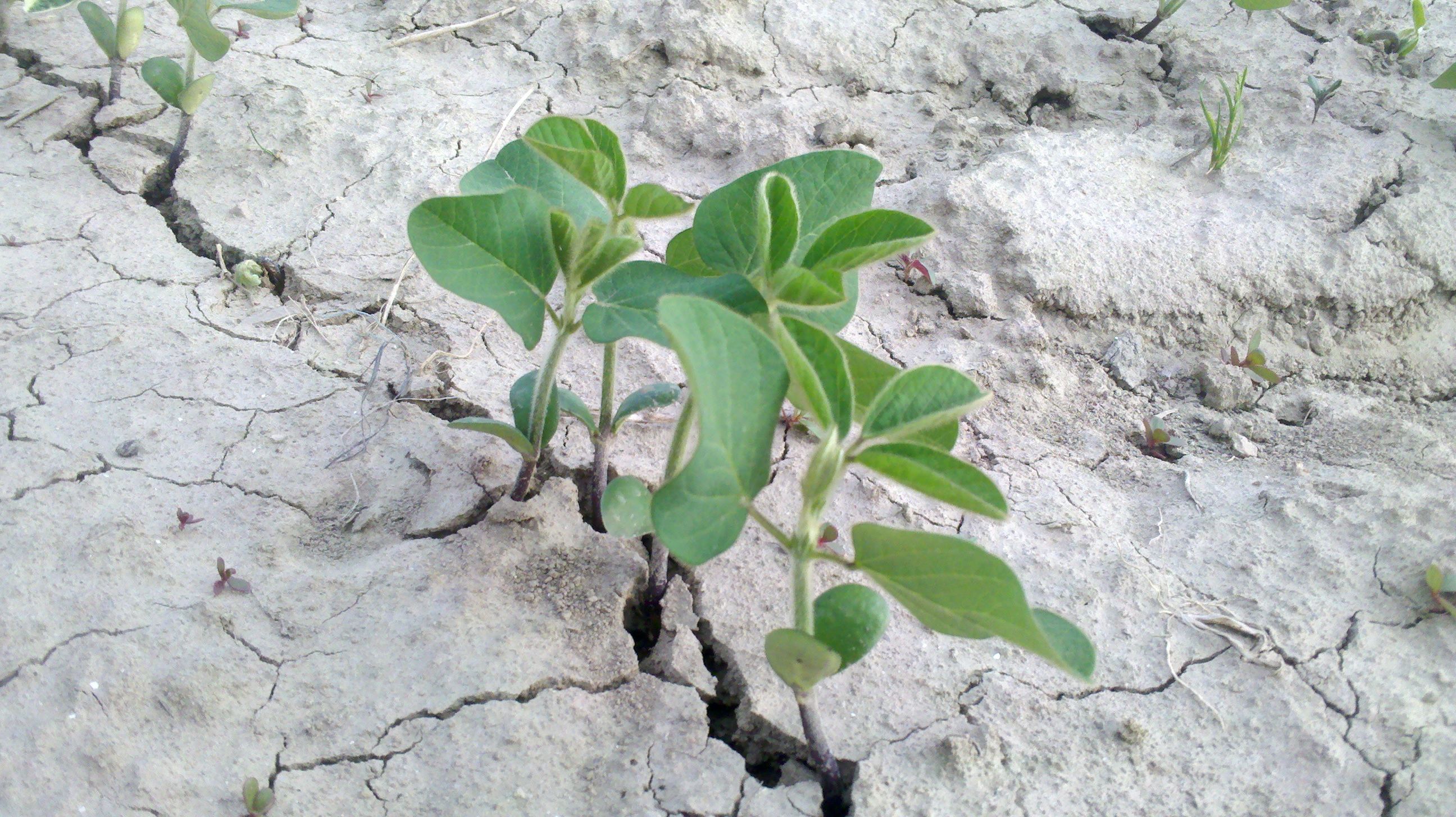 Conversion agriculture biologique coûts : piloter la période avant la prime de marché