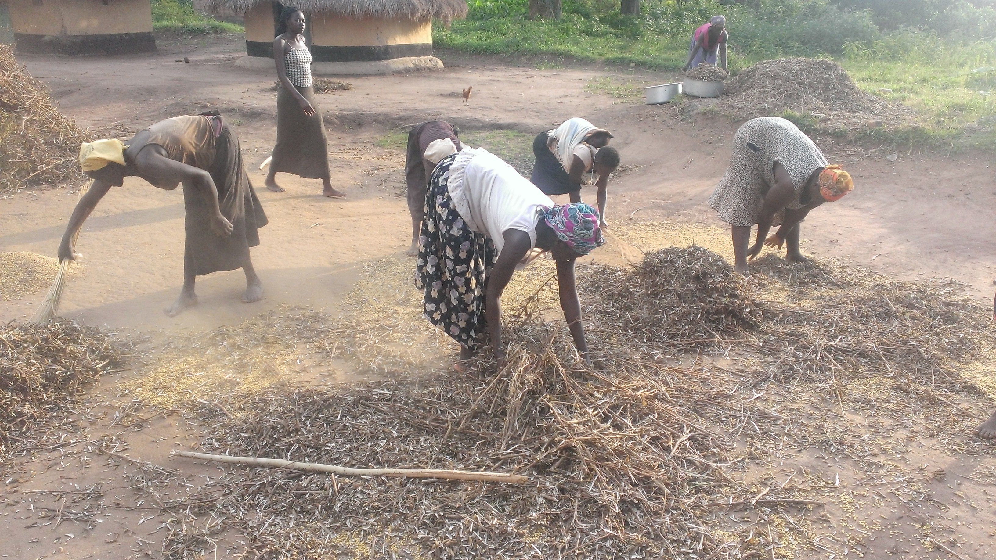 Soja biologique et équitable au Bénin : structurer la filière sans perdre la valeur au producteur