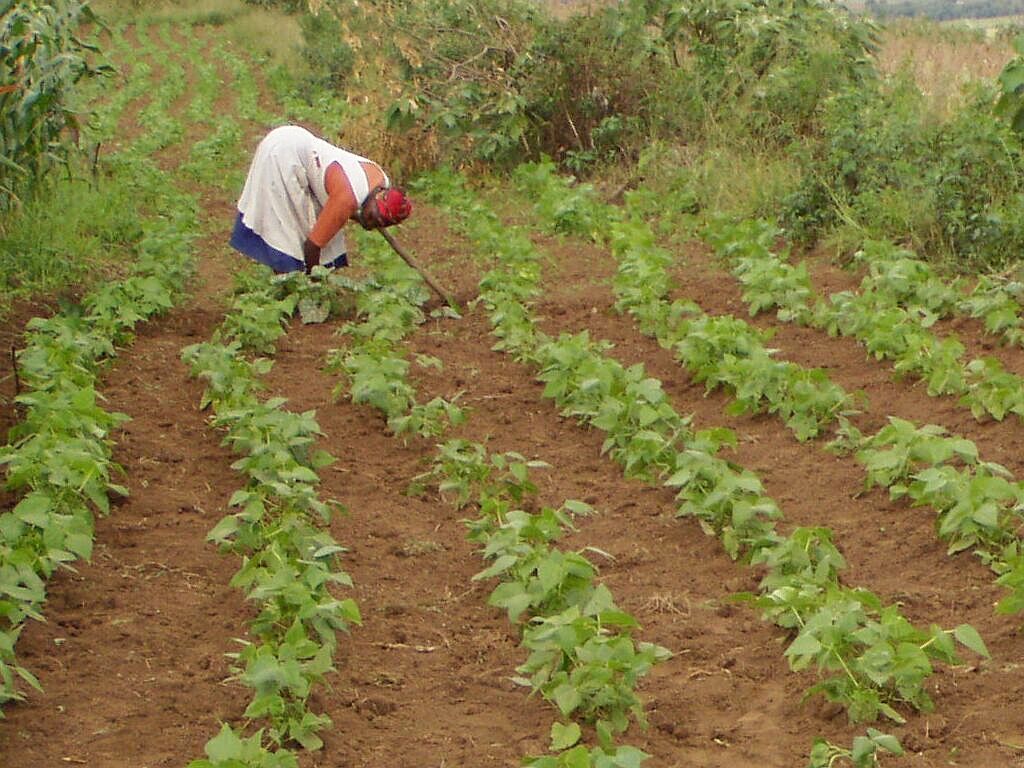 Outils numériques sobres pour la traçabilité des petits producteurs biologiques