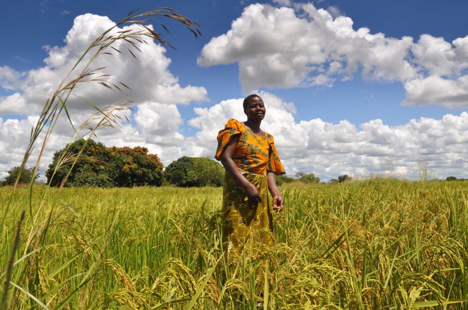 Préparer un diagnostic de durabilité pour une agro-industrie bio en Afrique de l’Ouest